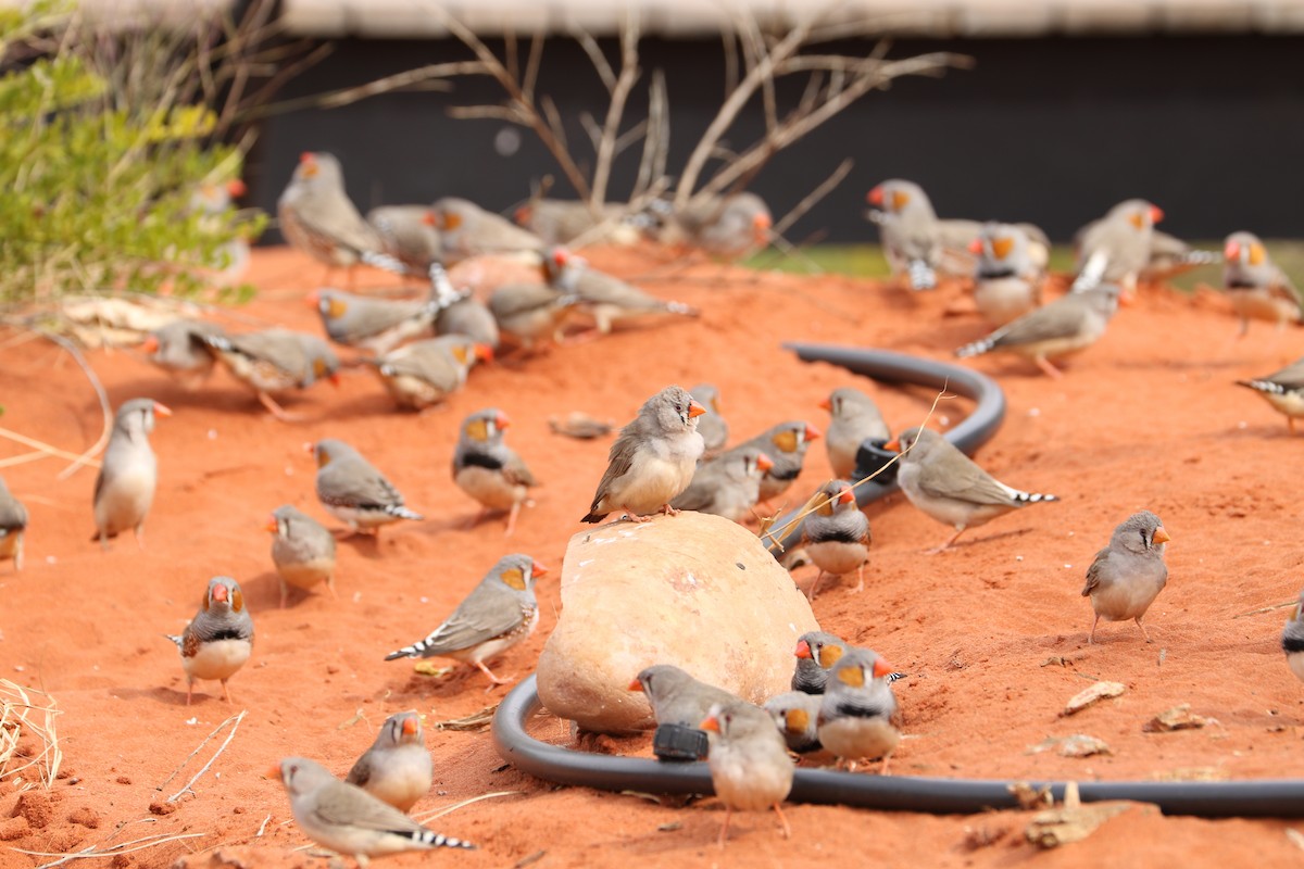 Zebra Finch - ML475043151