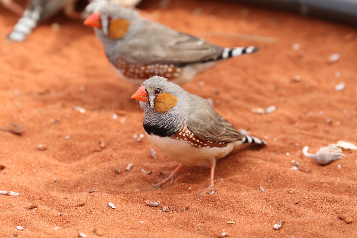 Zebra Finch - ML475043291