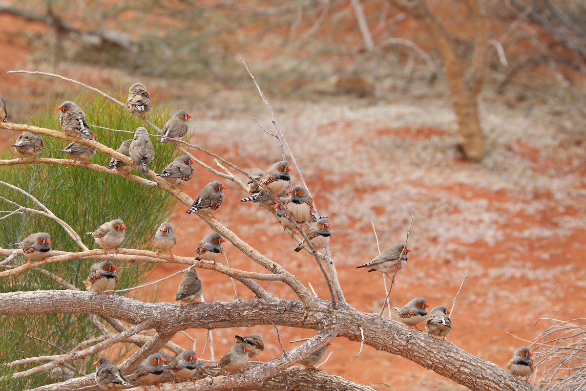 Zebra Finch - ML475043401