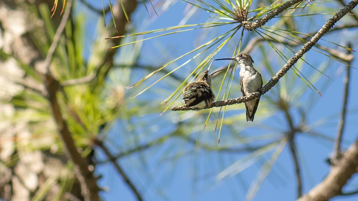 Ruby-throated Hummingbird - ML475043811