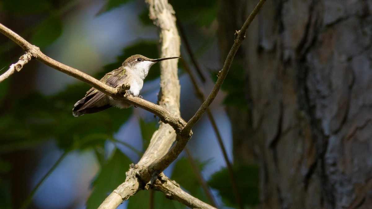 Ruby-throated Hummingbird - ML475043901