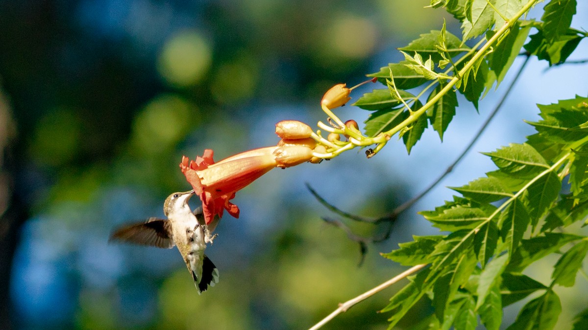 Ruby-throated Hummingbird - ML475043911