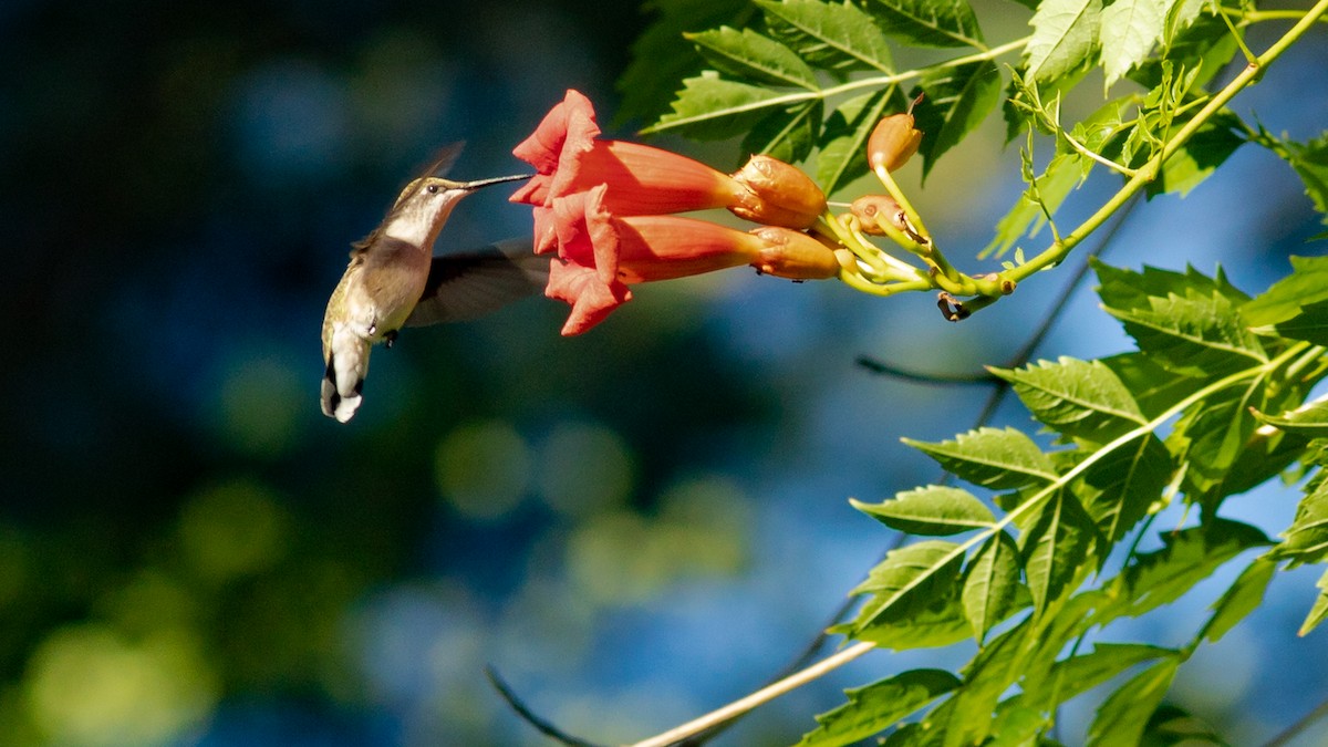 Ruby-throated Hummingbird - ML475043931