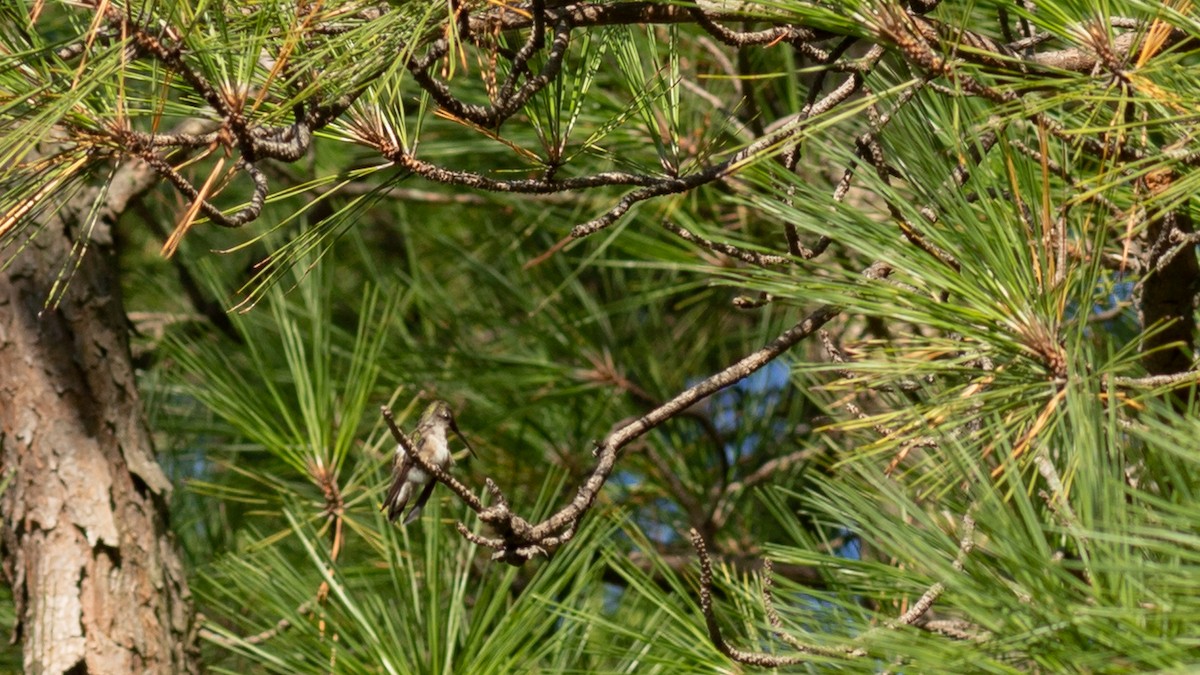 Yakut Boğazlı Kolibri - ML475043941