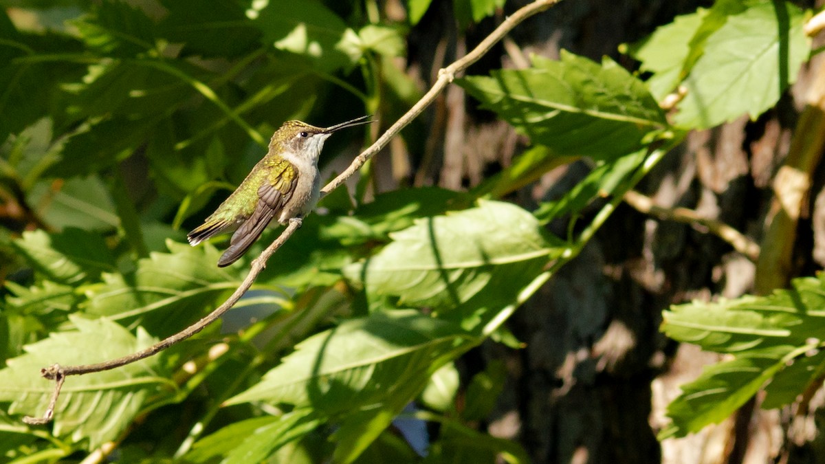 Ruby-throated Hummingbird - ML475043951