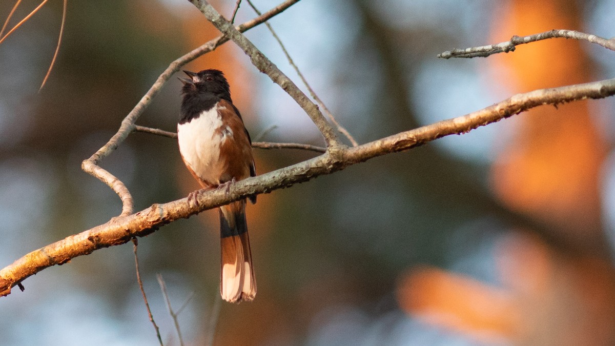 Eastern Towhee - ML475043991