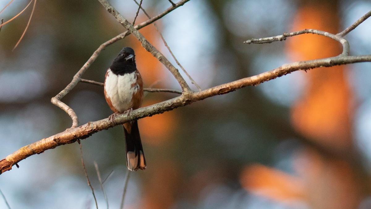 Eastern Towhee - ML475044001