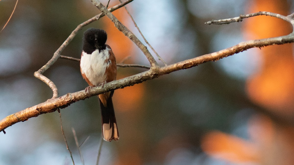 Eastern Towhee - ML475044011