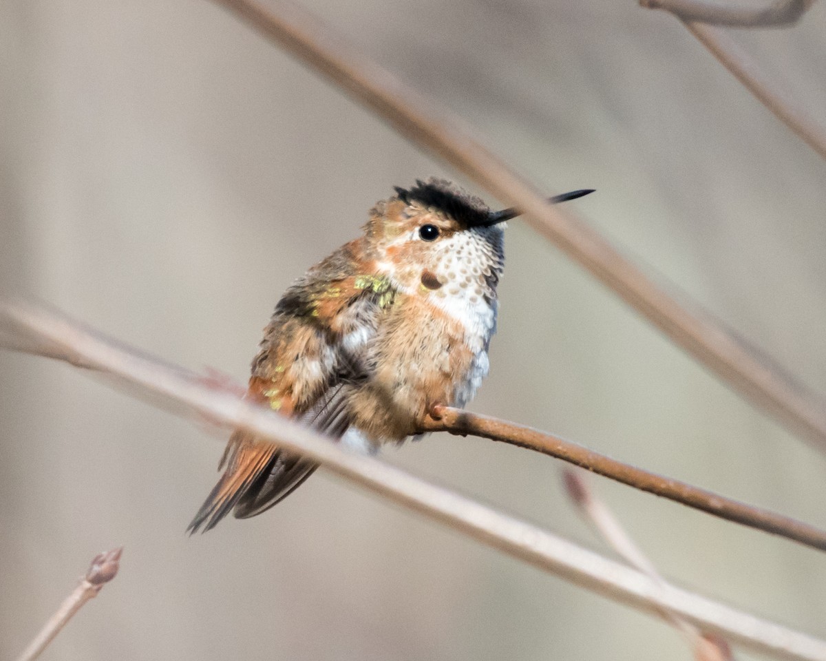 Rufous Hummingbird - ML47504471