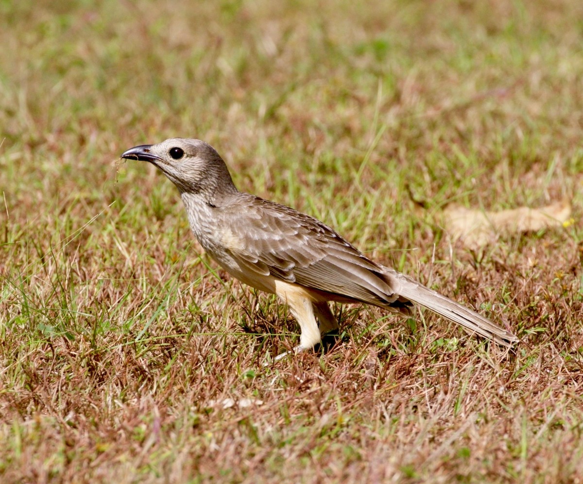 Fawn-breasted Bowerbird - ML475045231