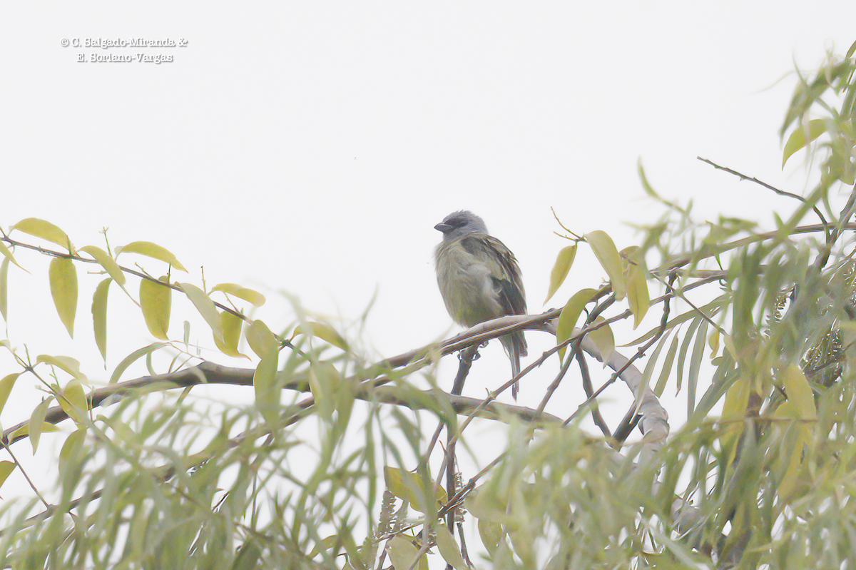 Yellow-winged Tanager - C. Salgado-Miranda & E. Soriano-Vargas