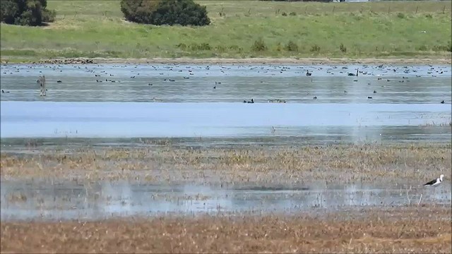 Gallinule aborigène - ML475045811