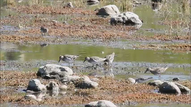 Sharp-tailed Sandpiper - ML475045981