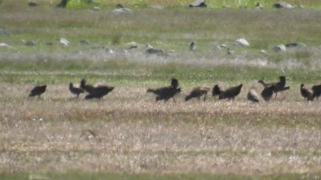 Gallinule aborigène - ML475046441