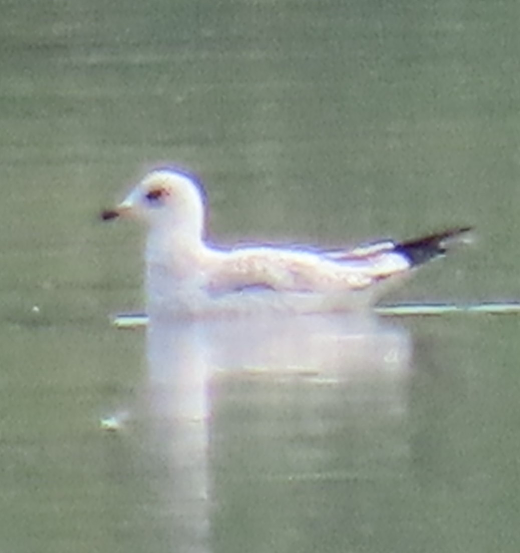 Short-billed Gull - Tristan Mirasol