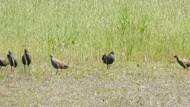 Black-tailed Nativehen - ML475046661