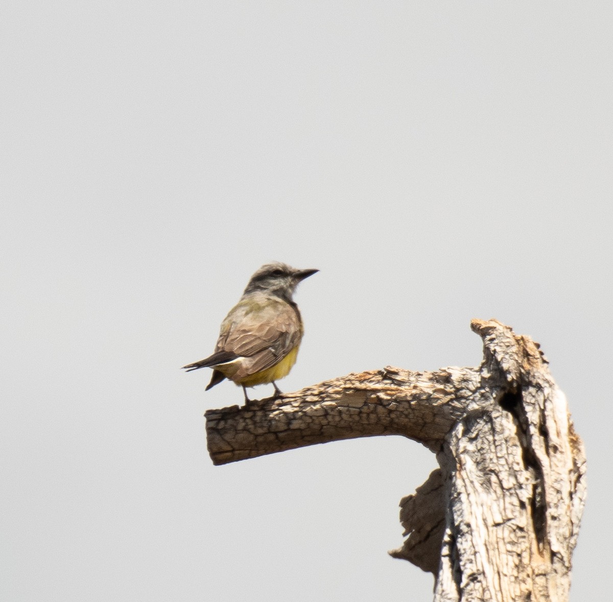 Western Kingbird - ML475046881