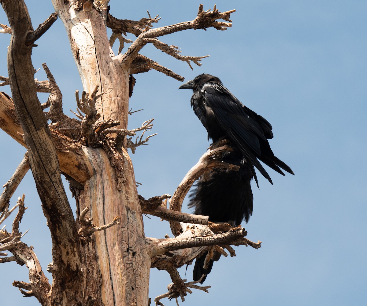Common Raven - Lily Yllescas