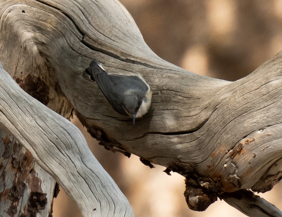 Pygmy Nuthatch - ML475046921