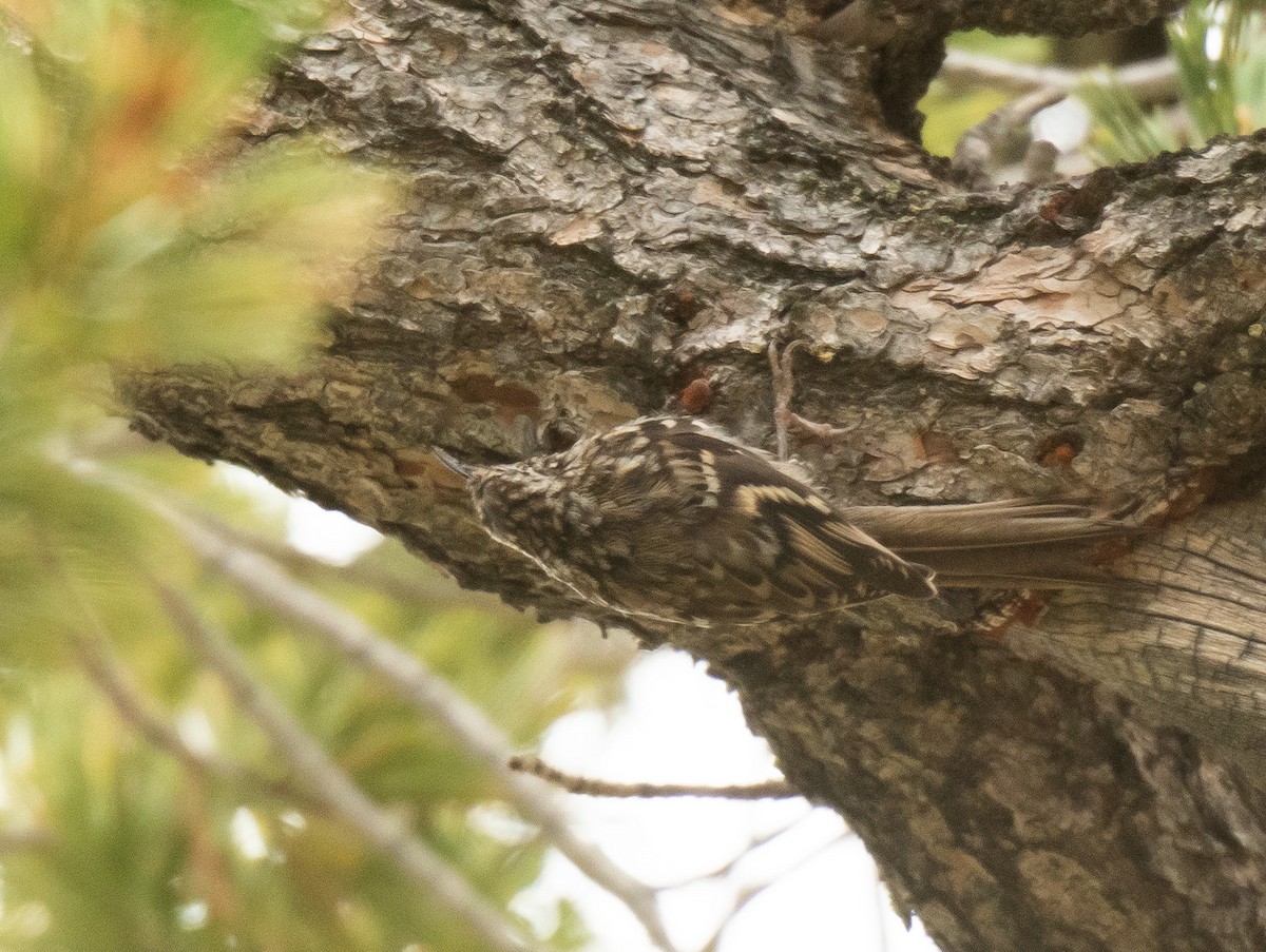 Brown Creeper - Lily Yllescas