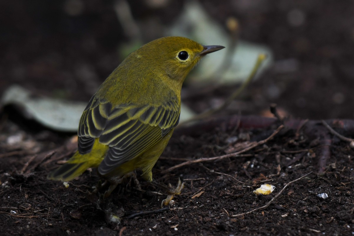 Yellow Warbler - ML475047391