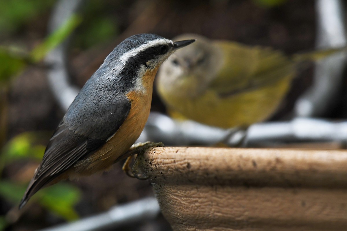 Red-breasted Nuthatch - ML475047631