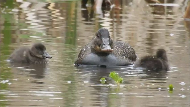 Blue-billed Duck - ML475047741