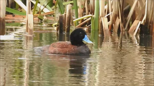 Blue-billed Duck - ML475047841