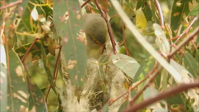 White-plumed Honeyeater - ML475048061