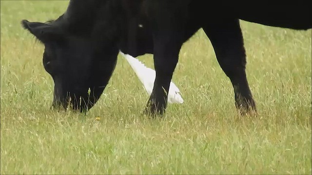 Eastern Cattle Egret - ML475048341