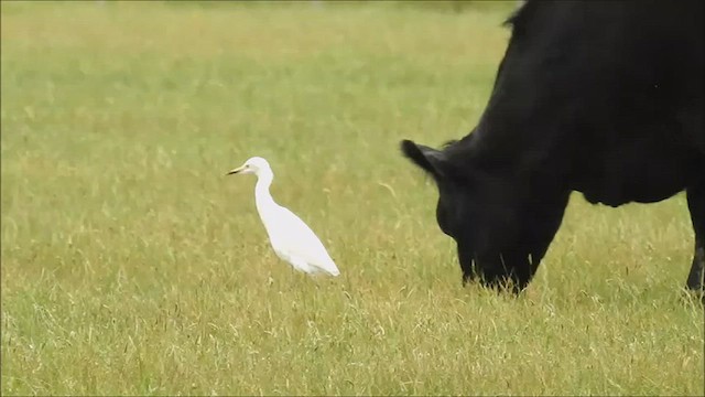 Eastern Cattle Egret - ML475048351