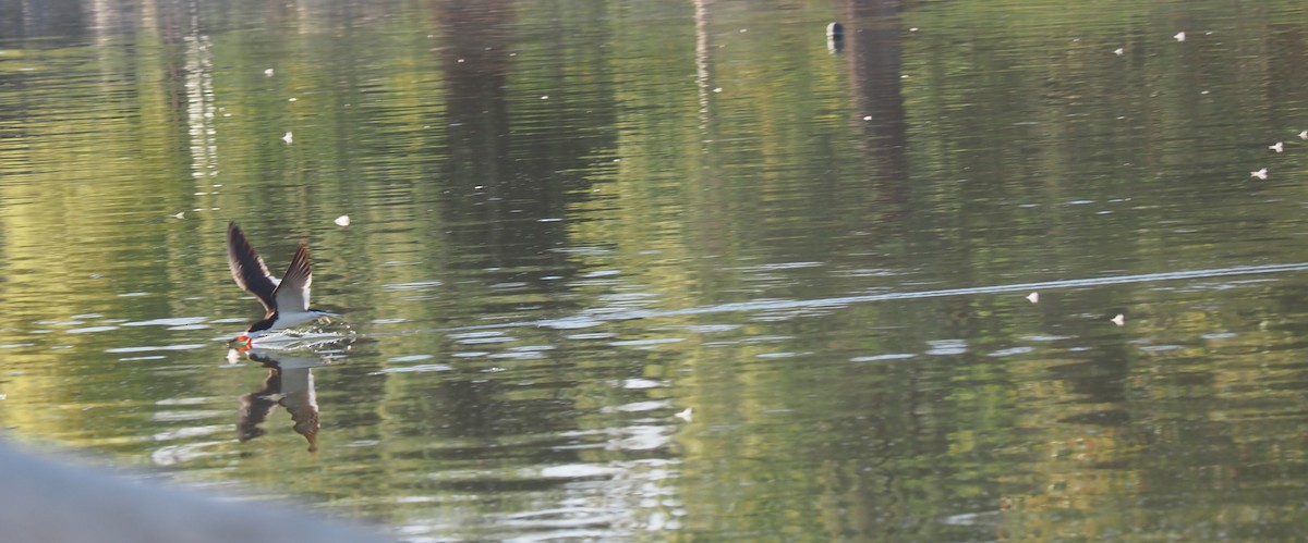 Black Skimmer - ML475048401