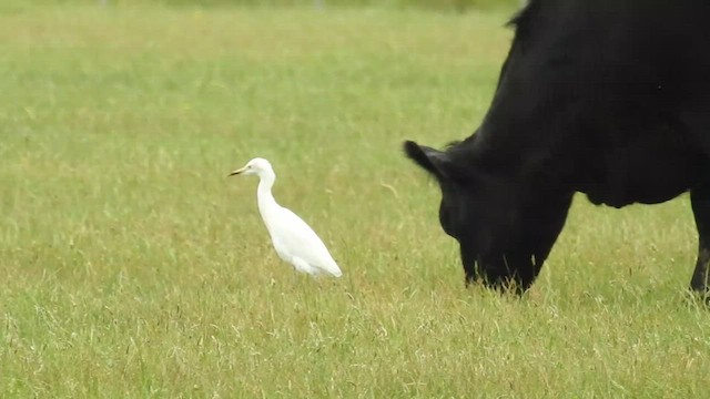 Eastern Cattle Egret - ML475048501