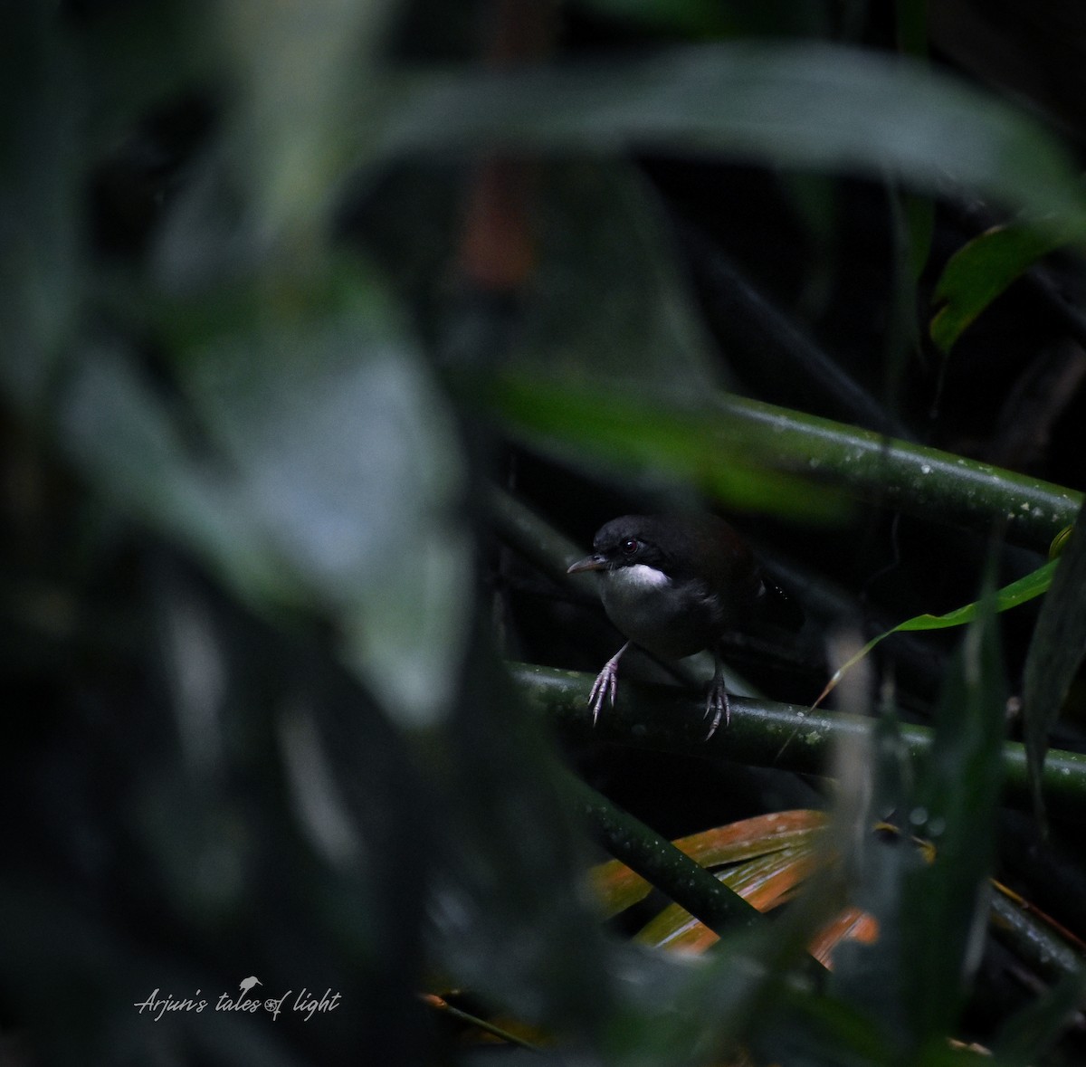 Wayanad Laughingthrush - Arjun Suresh