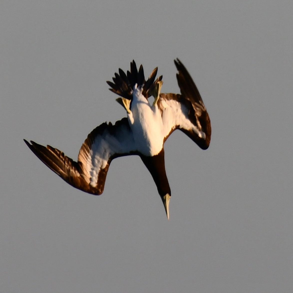 Brown Booby - ML475050461