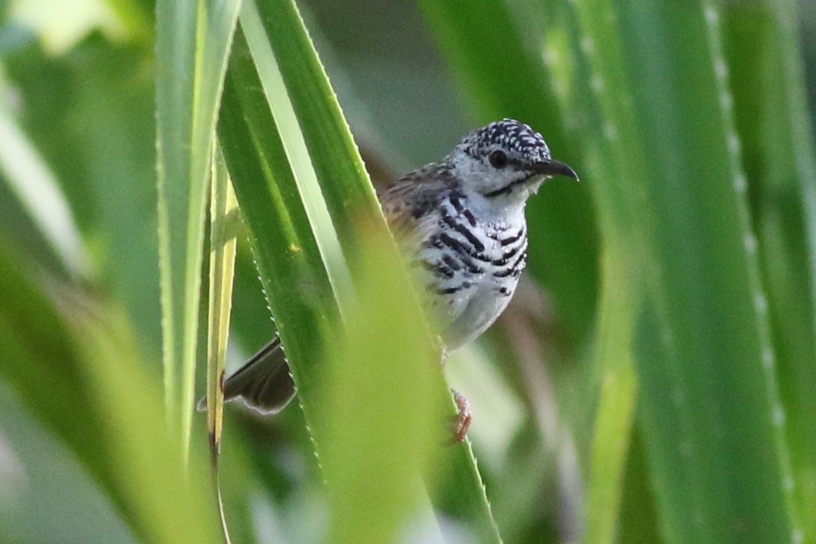 Bar-breasted Honeyeater - ML475050941