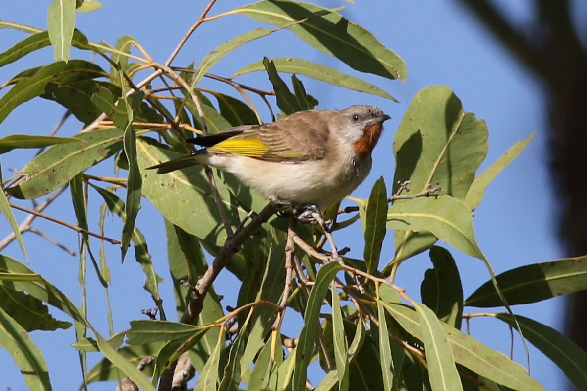 Rufous-throated Honeyeater - ML475051061