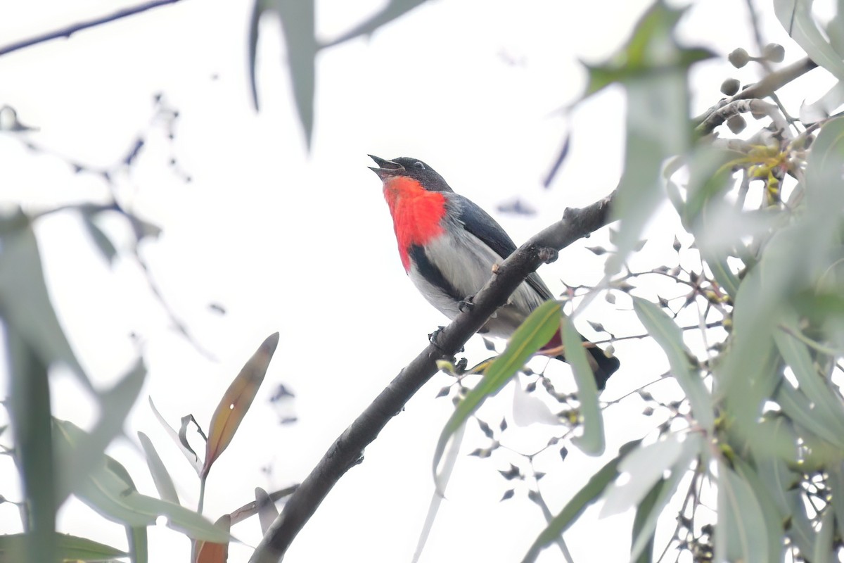 Mistletoebird - ML475051071