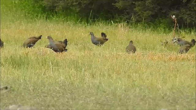 Black-tailed Nativehen - ML475051331