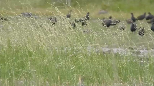 Gallinule aborigène - ML475051351