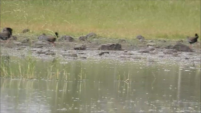 Gallinule aborigène - ML475051361