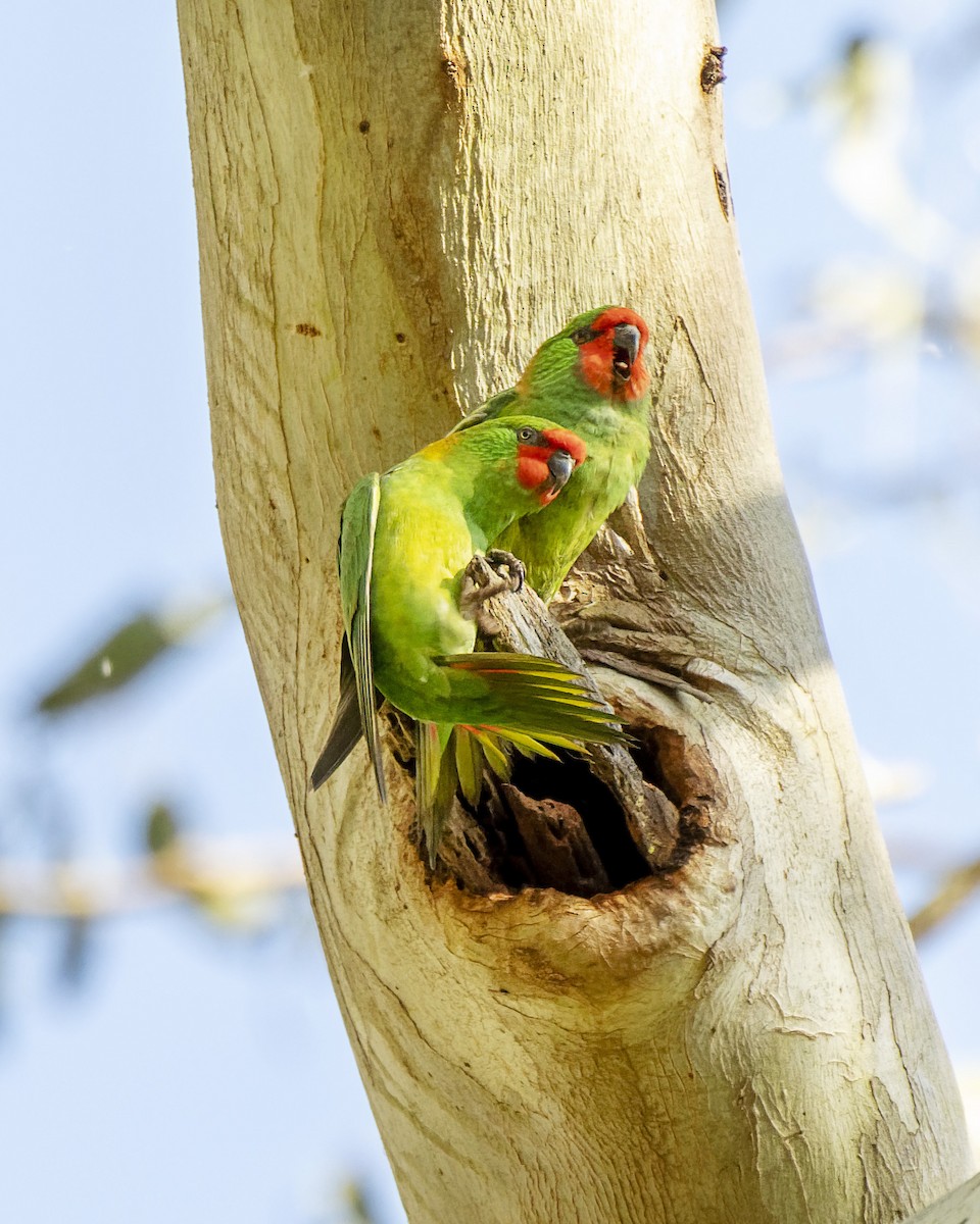 Little Lorikeet - ML475051961