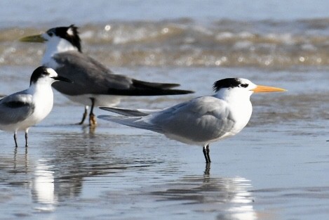 Lesser Crested Tern - Russell Waugh