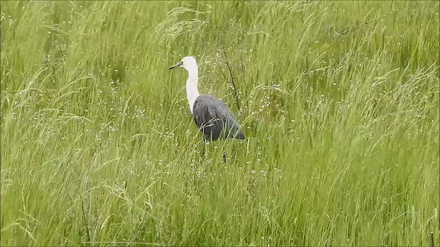 Héron à tête blanche - ML475052851