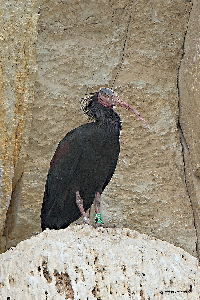 skallet ibis - ML475053011