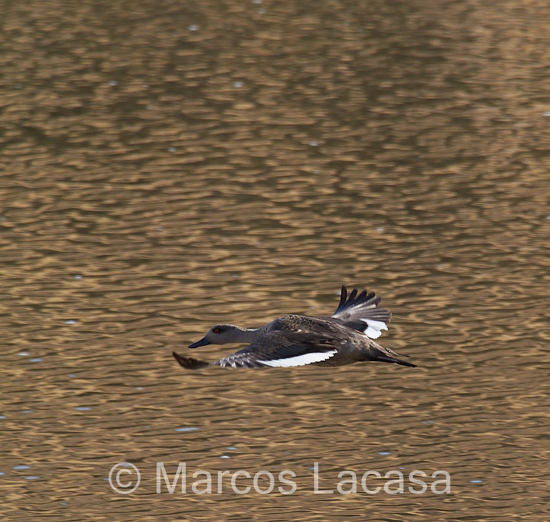 Crested Duck - ML475053611