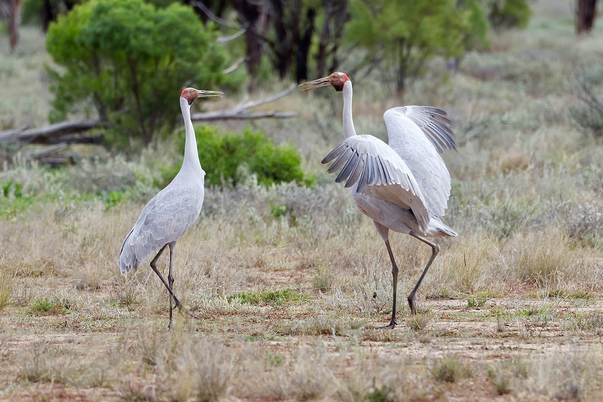 Grulla Brolga - ML475054391