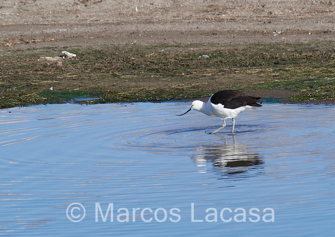 Andean Avocet - Marcos Lacasa