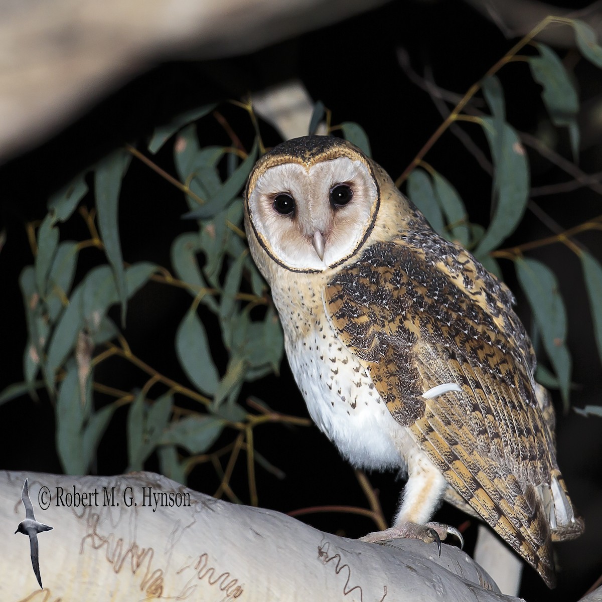Australian Masked-Owl - Robert Hynson