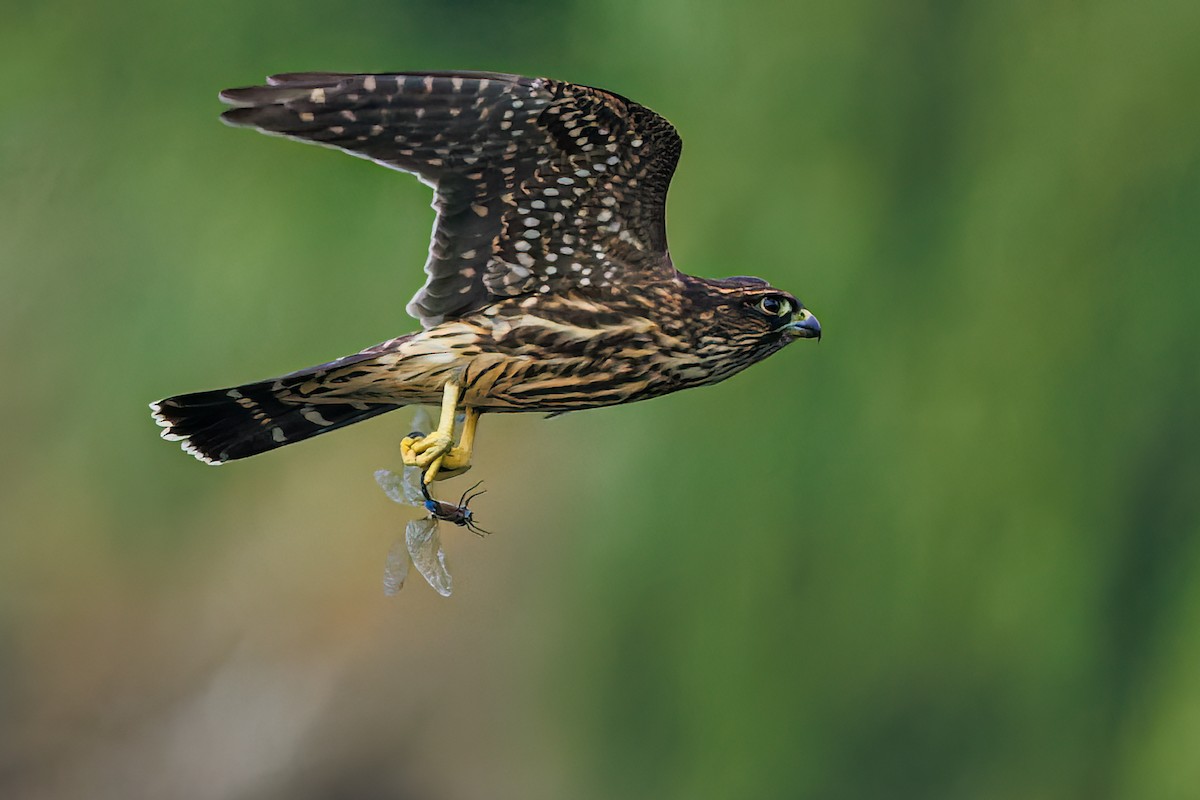 Merlin (Black) - Frank Lin